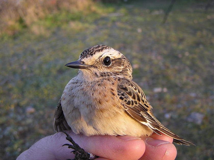 Whinchat, Sundre 20070505